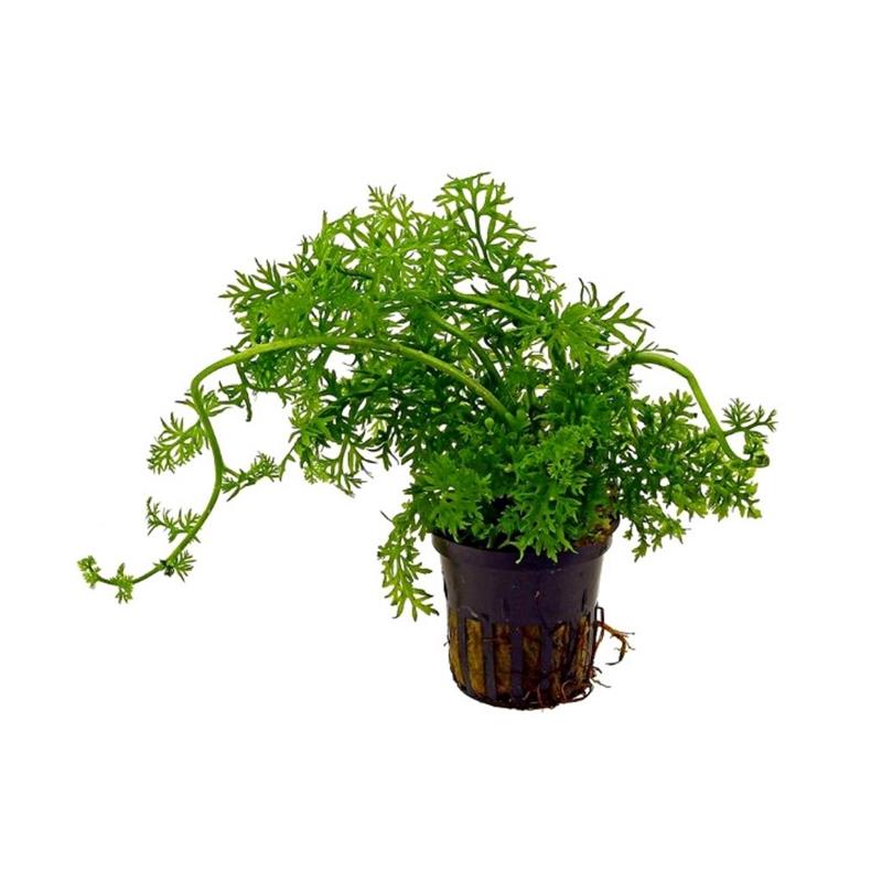 Planta acvariu Hygrophila difformis Stoffels - imagine 4